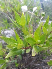 Bouvardia longiflora