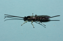 Sericopimpla