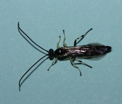Sericopimpla