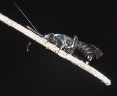 Euryglossa ephippiata