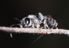 Euryglossa ephippiata