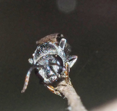 Euryglossa ephippiata