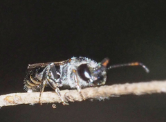 Euryglossa ephippiata