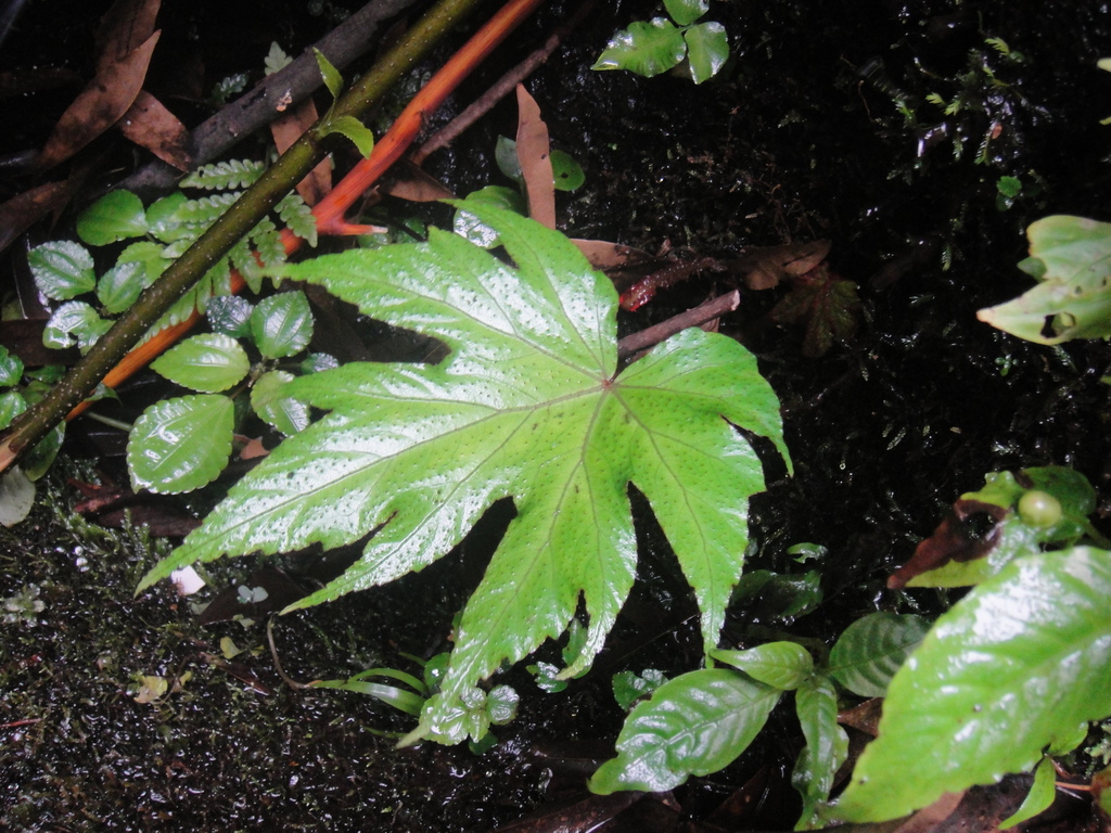 Begonia algaia