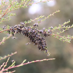 Lipotriches australica