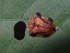 Laccoptera nepalensis