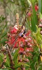 Hyleoides concinna