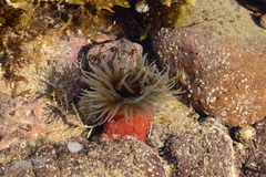 Isanemonia australis