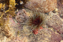 Isanemonia australis