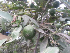 Citrus × aurantiifolia