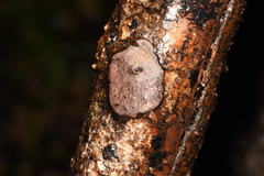 Hypoxylon rubiginosum