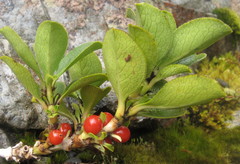 Coprosma serrulata