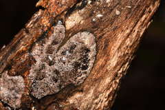 Hypoxylon rubiginosum