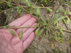 Gorteria piloselloides