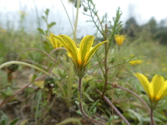 Gorteria piloselloides