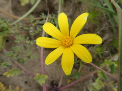 Gorteria piloselloides