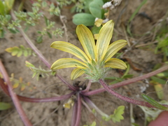 Gorteria piloselloides