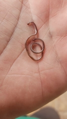 Myriopholis longicauda