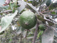 Citrus × aurantiifolia