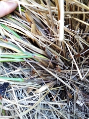 Chionochloa rigida rigida