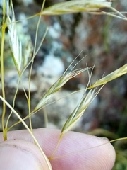 Chionochloa rigida rigida