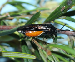 Lophyrotoma analis