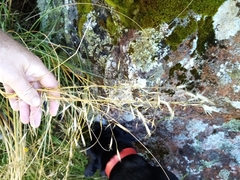 Chionochloa rigida rigida