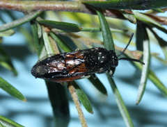 Lophyrotoma analis