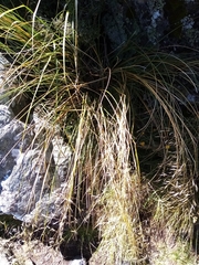 Chionochloa rigida rigida