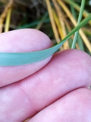 Chionochloa rigida rigida