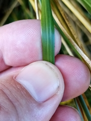 Chionochloa rigida rigida