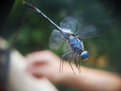 Diplacodes trivialis