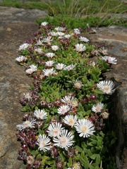 Delosperma katbergense