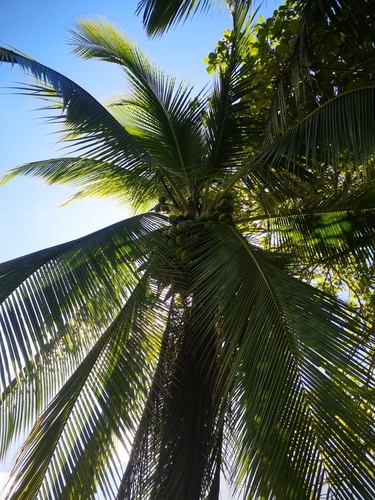 Cocos nucifera image