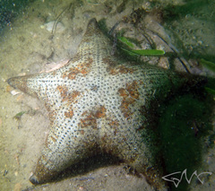 Anthenea sidneyensis