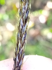 Carex corynoidea