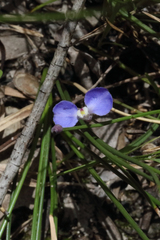 Comesperma sphaerocarpum