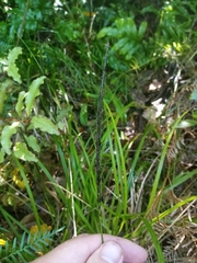 Carex corynoidea