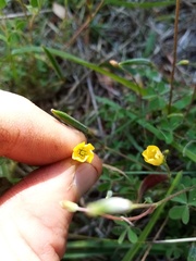 Oxalis rubens