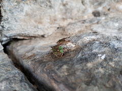 Pentatoma metallifera