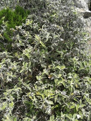 Buddleja salviifolia