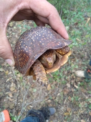 Terrapene nelsoni klauberi