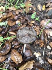Coprinus calyptratus