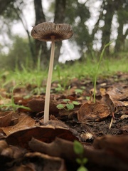 Coprinus calyptratus