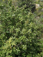 Bowkeria verticillata