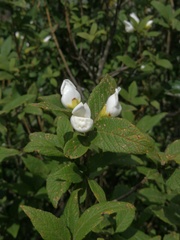 Bowkeria verticillata