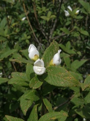 Bowkeria verticillata