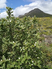 Bowkeria verticillata