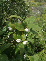 Bowkeria verticillata