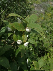 Bowkeria verticillata